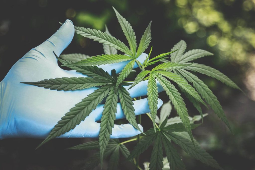 cbd krémek