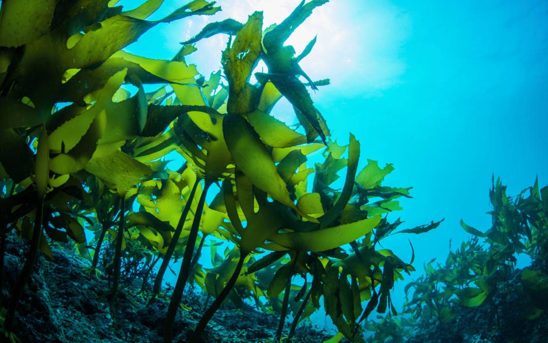 Az alga mint biostimuláns a növénytermesztésben